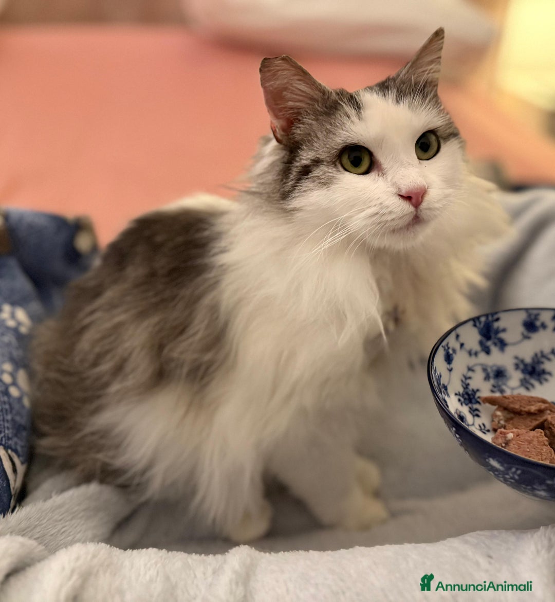 Europeo gatti in regalo: GATTINA A PELO LUNGO IN ADOZIONE - Annuncio 5