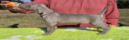 Weimaraner cani in vendita: Cuccioli Weimaraner - Annuncio 6