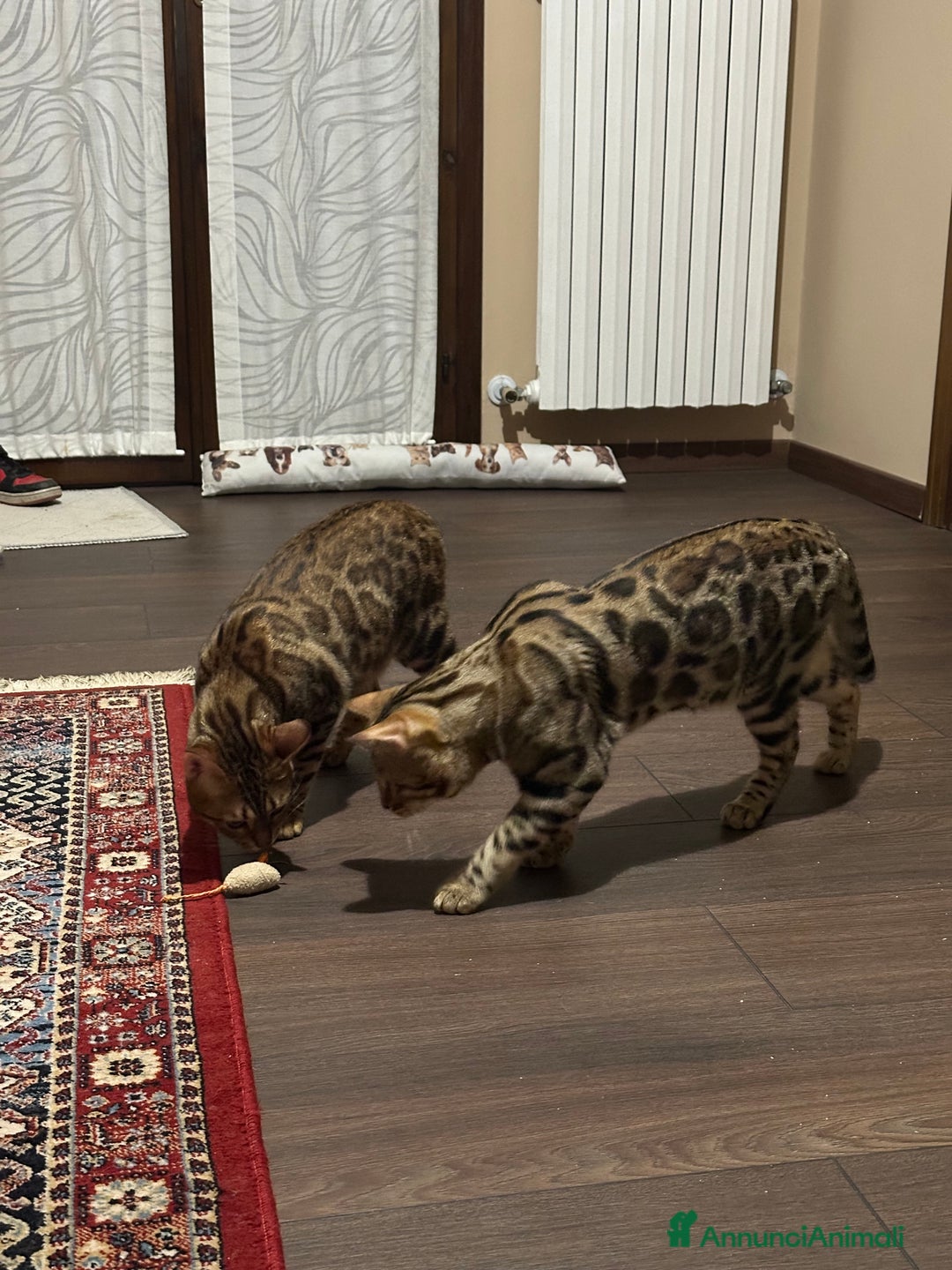 Bengala gatti per accoppiamento: Bengala maschio cerca fidanzata - Annuncio 3