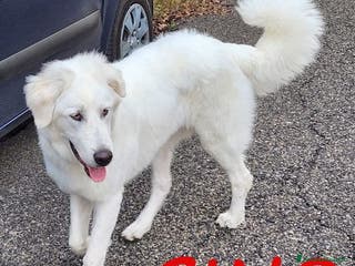 Pastore Maremmano cani GINO meraviglioso giovane maremmano - Annuncio 8