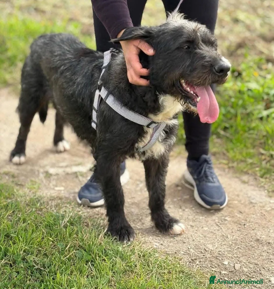 Meticcio cani in regalo: Aron. - Annuncio 3