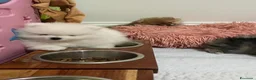 Volpino Pomerania cani in vendita: Splendidi cuccioli di Pomerania a Città metropolitana di Roma Capitale - Annuncio 6