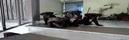 Pitbull cani in vendita: Pitbull UKC  - Annuncio 9