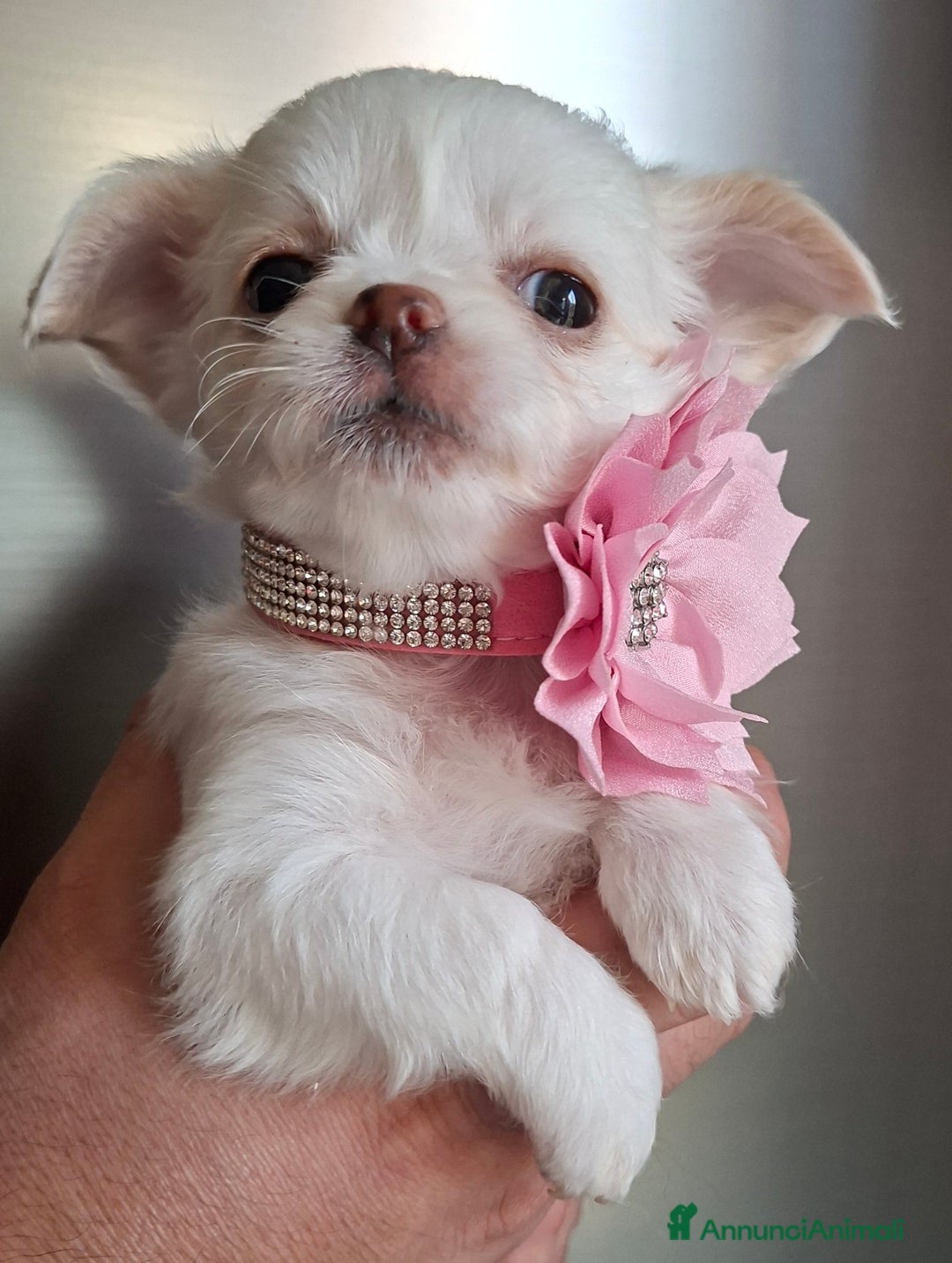 Chihuahua cani in vendita: Chihuahua tg toy pelo lungo  - Annuncio 3