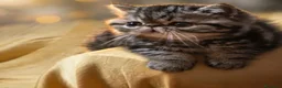 Exotic Shorthair gatti in vendita: In cerca di coccole - Annuncio 2