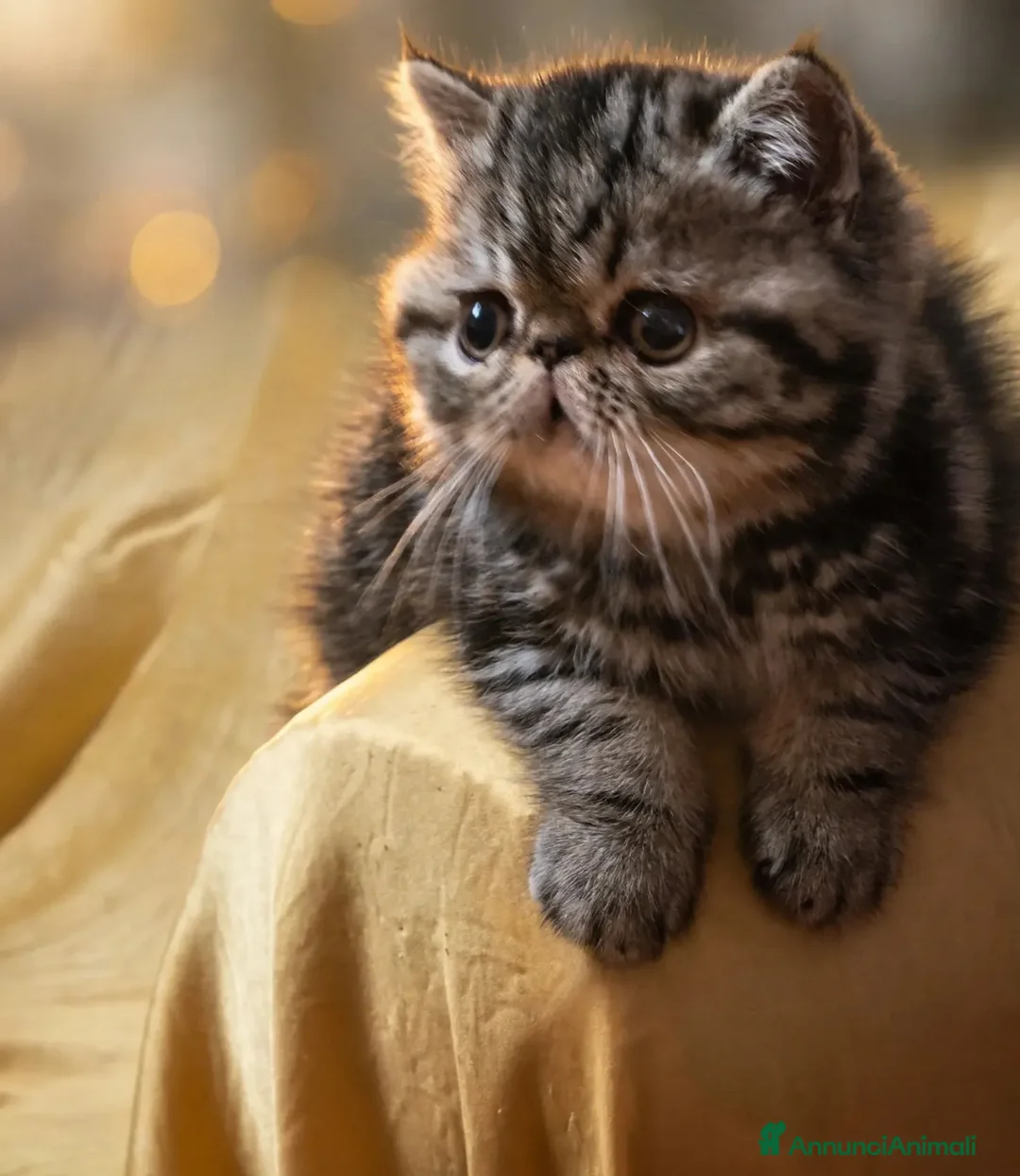 Exotic Shorthair gatti in vendita: In cerca di coccole - Annuncio 2