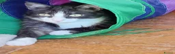 Europeo gatti in regalo: Micha e Rainbow hanno urgenza di una nuova casaa  - Annuncio 8