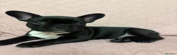 Bulldog Francese cani in vendita: Bulldog francese maschio-cucciolo disponibile  - Annuncio 2
