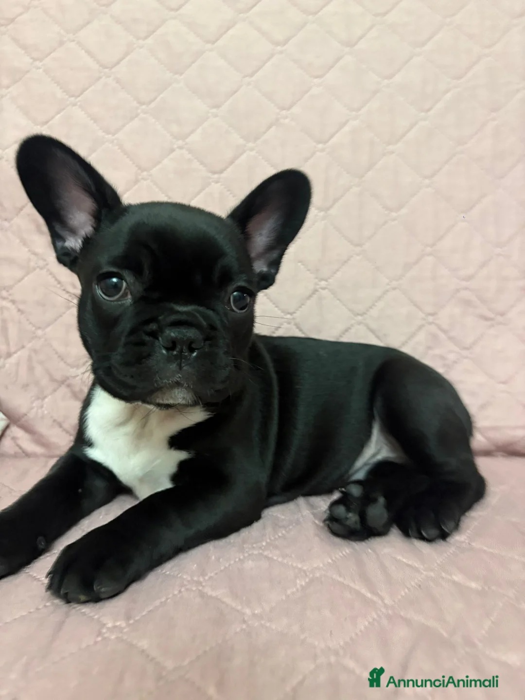 Bulldog Francese cani in vendita: Bulldog francese maschio-cucciolo disponibile  - Annuncio 2