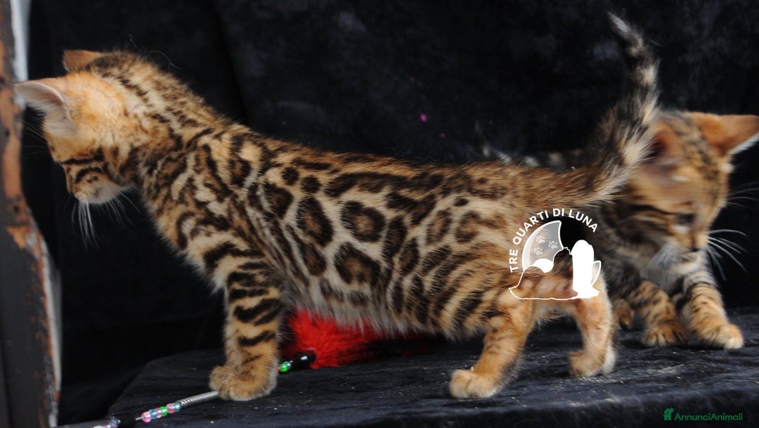 Bengala gatti in vendita: Cuccioli Bengala – Il Fascino della Natura  - Annuncio 3