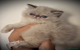 Persiano gatti in vendita: Cucciola persiano seal point a Provincia di Verona - Immagine 2