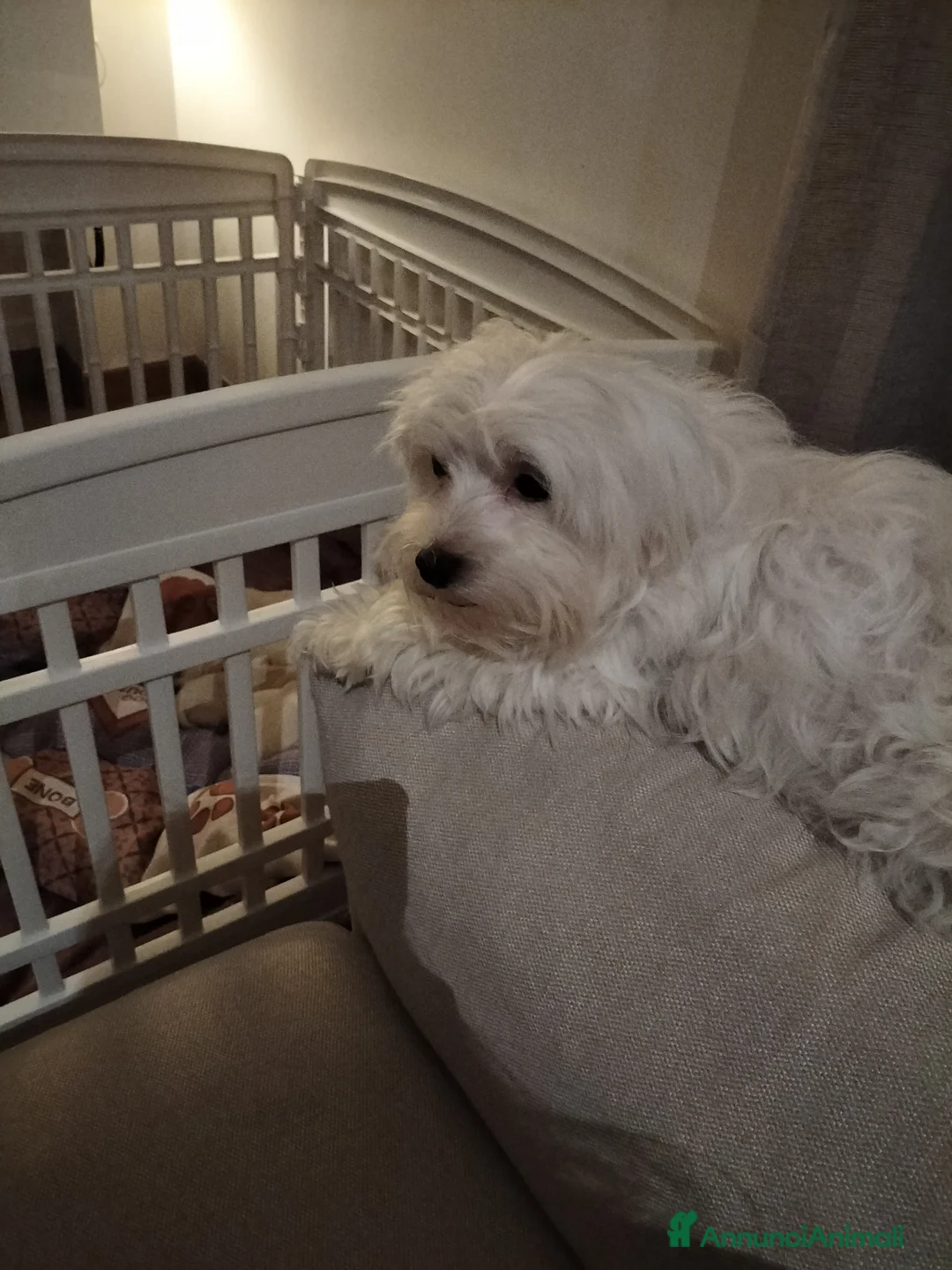 Maltese cani in vendita: Cuccioli di maltese - Annuncio 7