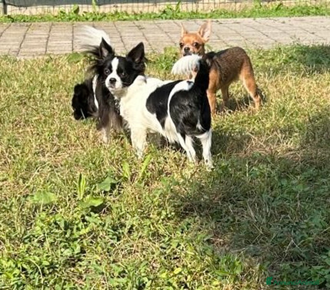 Chihuahua cani in vendita: Chihuahua Femmine pedigree Enci  - Annuncio 2