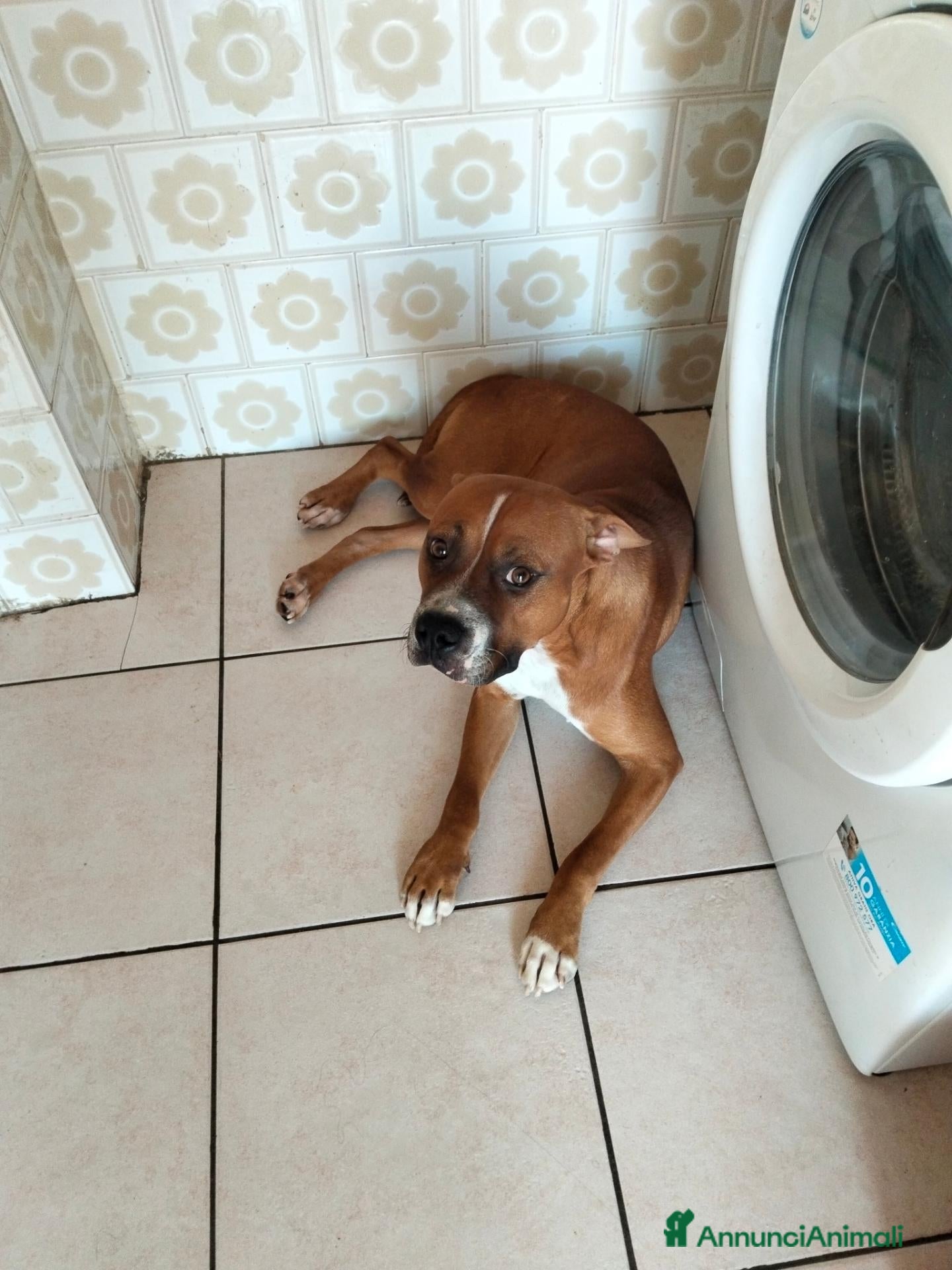 American Staffordshire cani Pitbull  - Annuncio 2