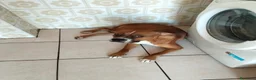 American Staffordshire cani in regalo: Pitbull  a Città metropolitana di Catania - Annuncio 1