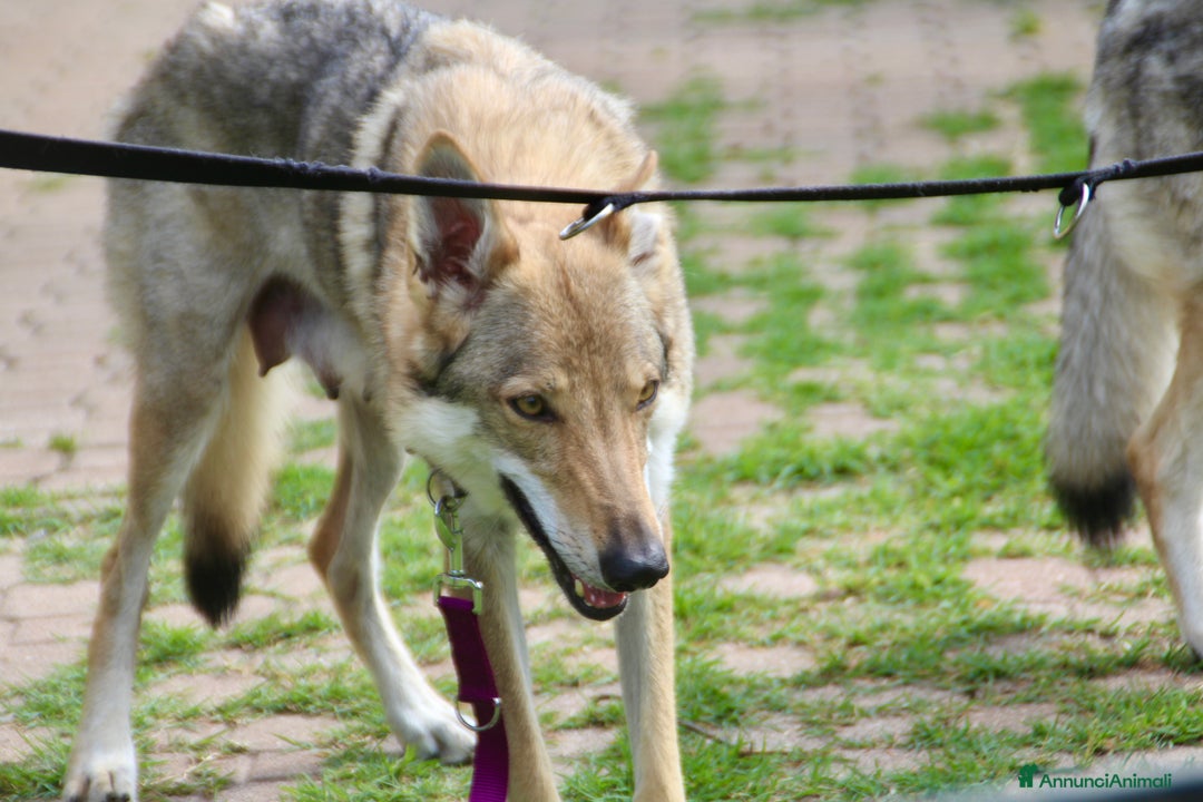 Lupo Cecoslovacco cani in vendita: Meravigliosa cucciola di cane lupo cecoslovacco a Province of Verona - Immagine 3