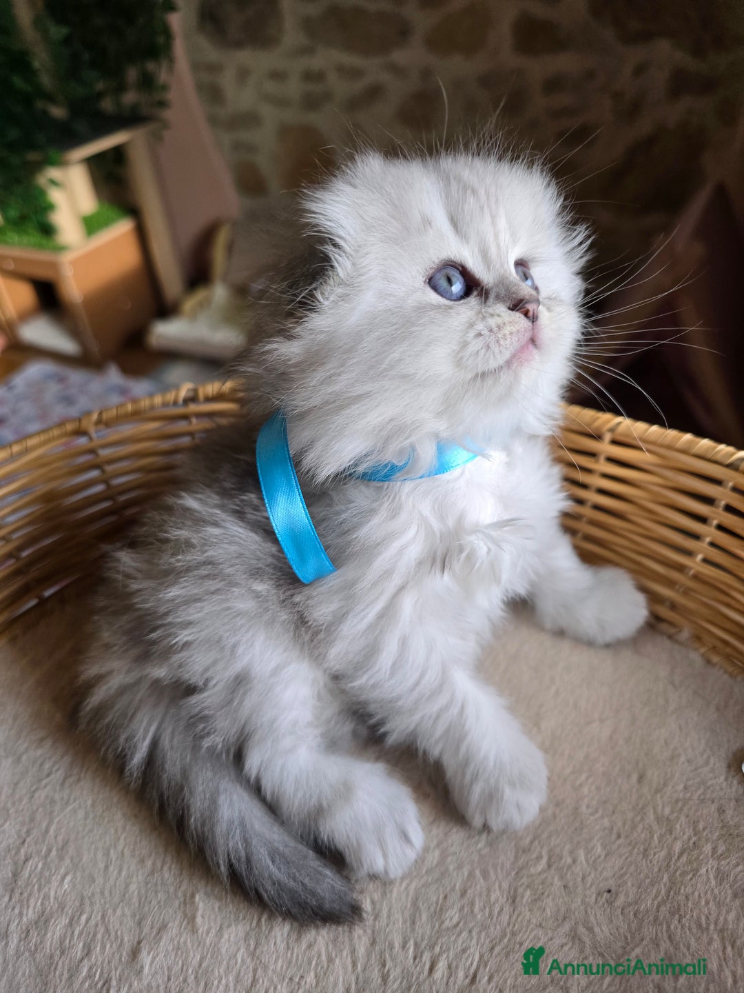 Scottish gatti in vendita: Gattini Scottish fold e straight silver shaded - Annuncio 7
