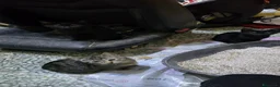 Meticcio gatti in regalo: 3 maschietti piu la mamma cercano casa - Annuncio 5