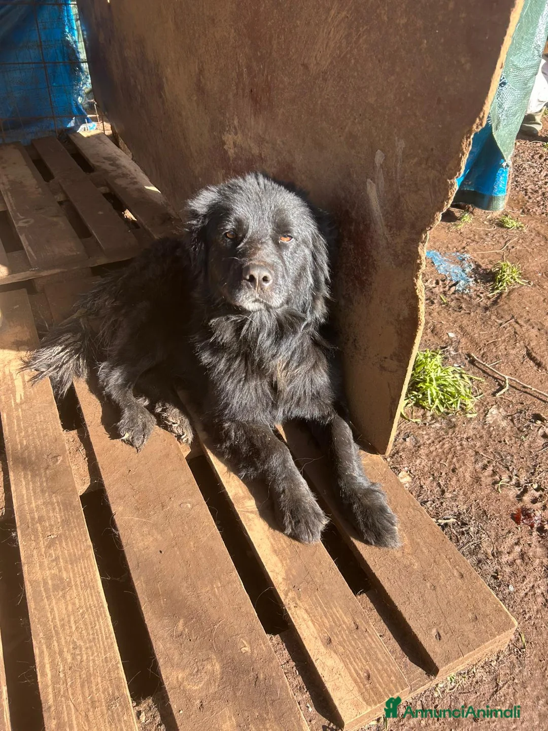 Meticcio cani in regalo: Nerone splendido cagnolone cerca casa  - Annuncio 1