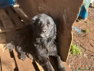 Meticcio cani Nerone splendido cagnolone cerca casa - Annuncio 3