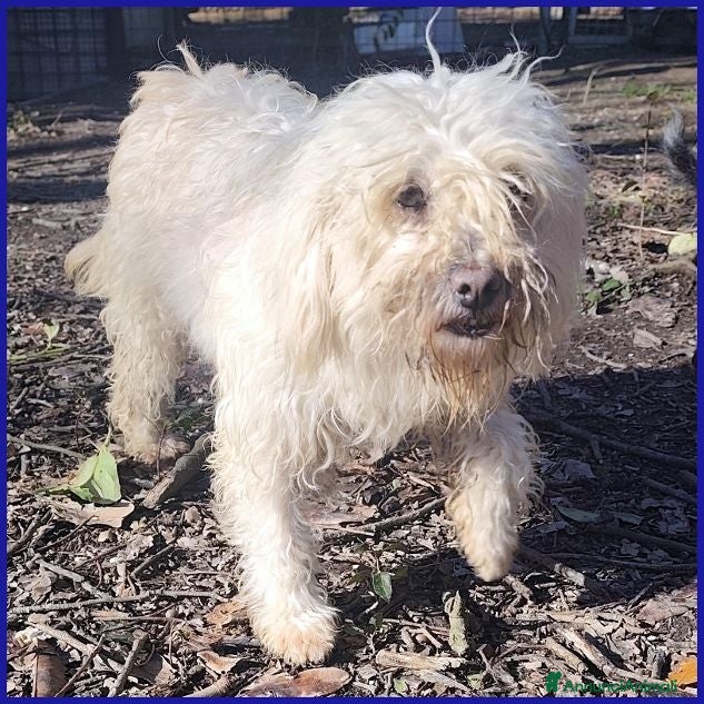 Meticcio cani DELORIS dolcissima - Adoz. del cuore - Annuncio 2