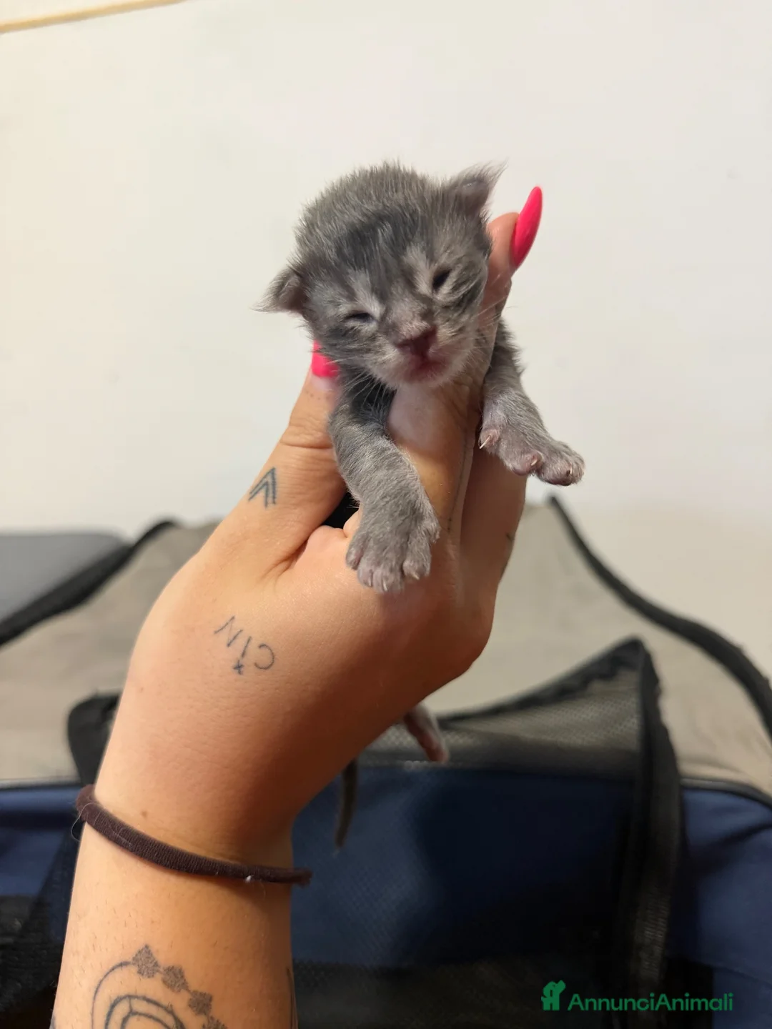 Maine Coon gatti in vendita: MAINE COON CON PEDIGREE - Annuncio 2