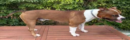 American Staffordshire cani per accoppiamento: Disponibile Monta Amstaf a Città metropolitana di Palermo - Annuncio 5