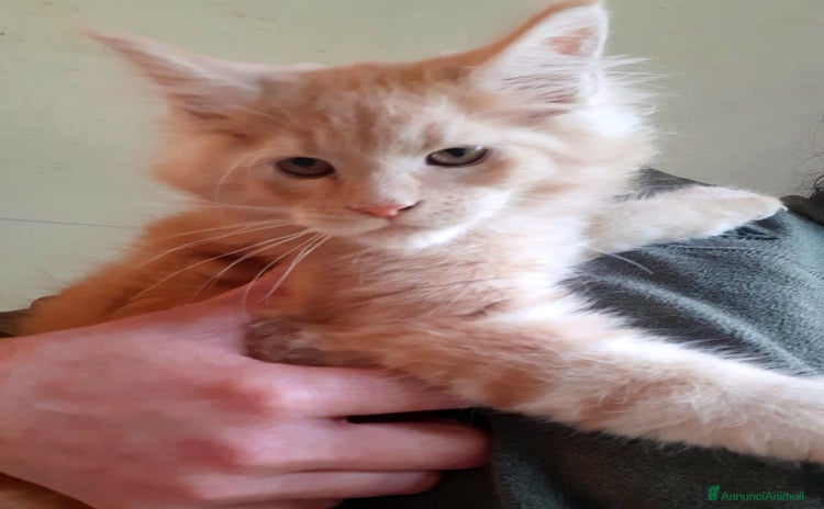 Maine Coon gatti a Provincia di Perugia - Annuncio 9