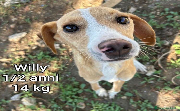 Meticcio cani - Annuncio 14