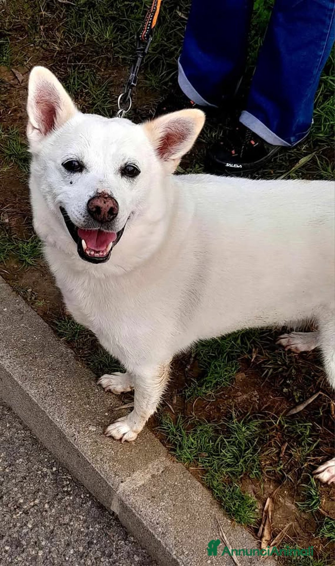 Meticcio cani in regalo: FOX CAGNOLINO CANDIDO - Annuncio 8