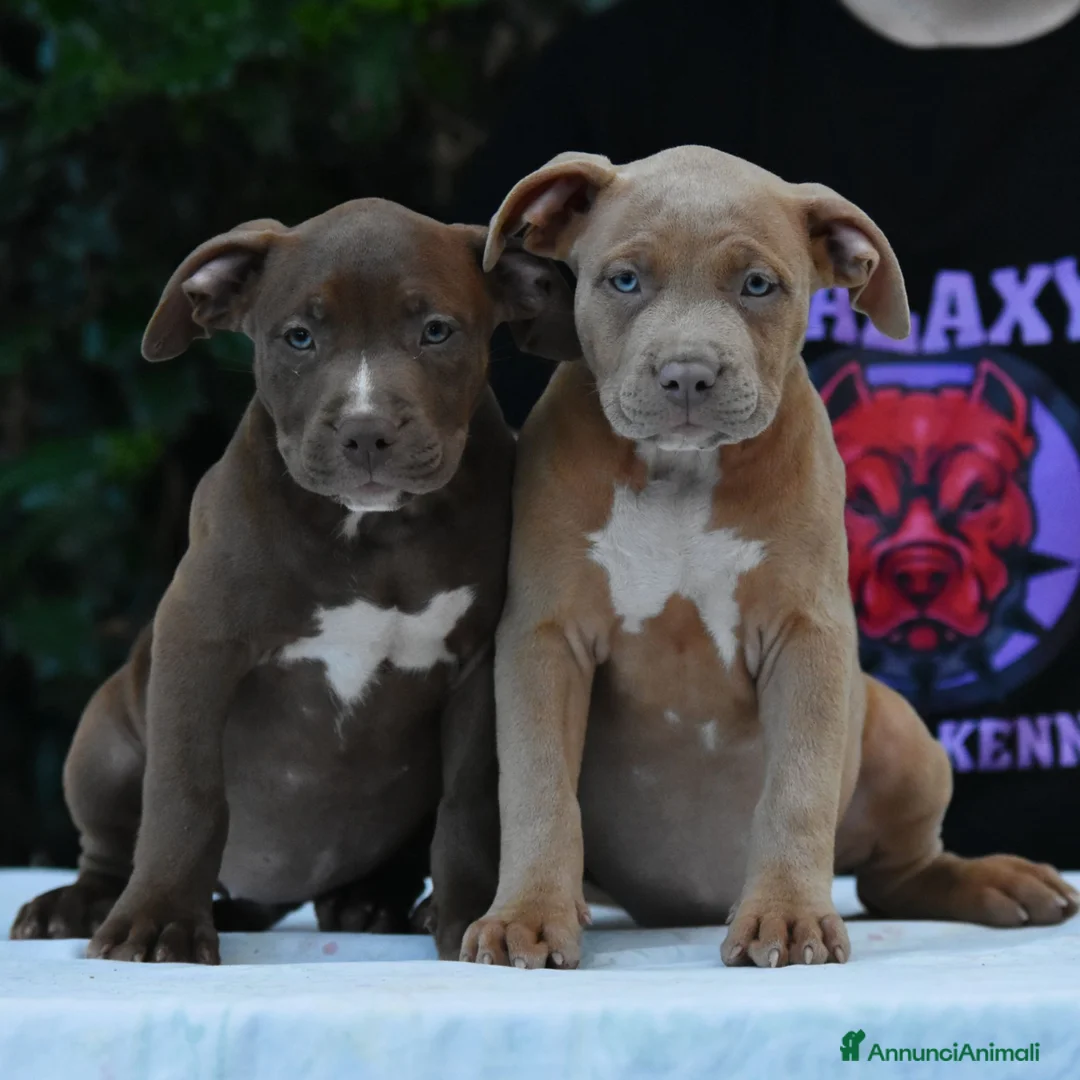 American Bully cani in vendita: American Bully XL. - Annuncio 2