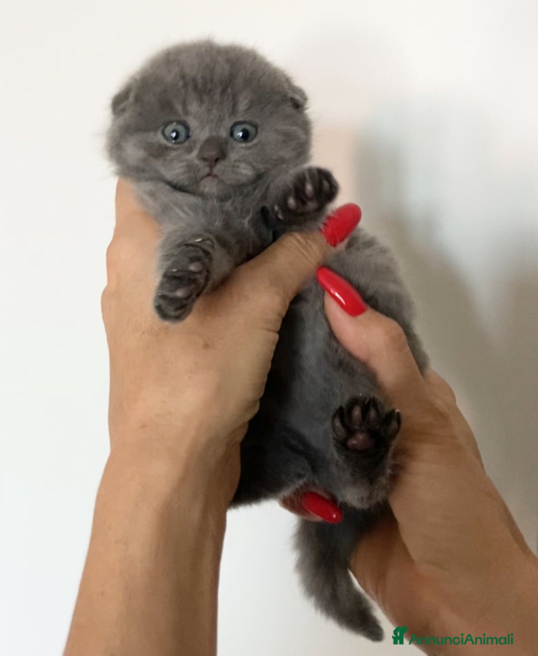 Scottish gatti in vendita: Scottish straight e fold - Annuncio 12