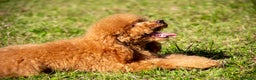 Barboncino cani in vendita: Cucciolo Barboncino Nano nato il 31/01/2025 - Annuncio 7