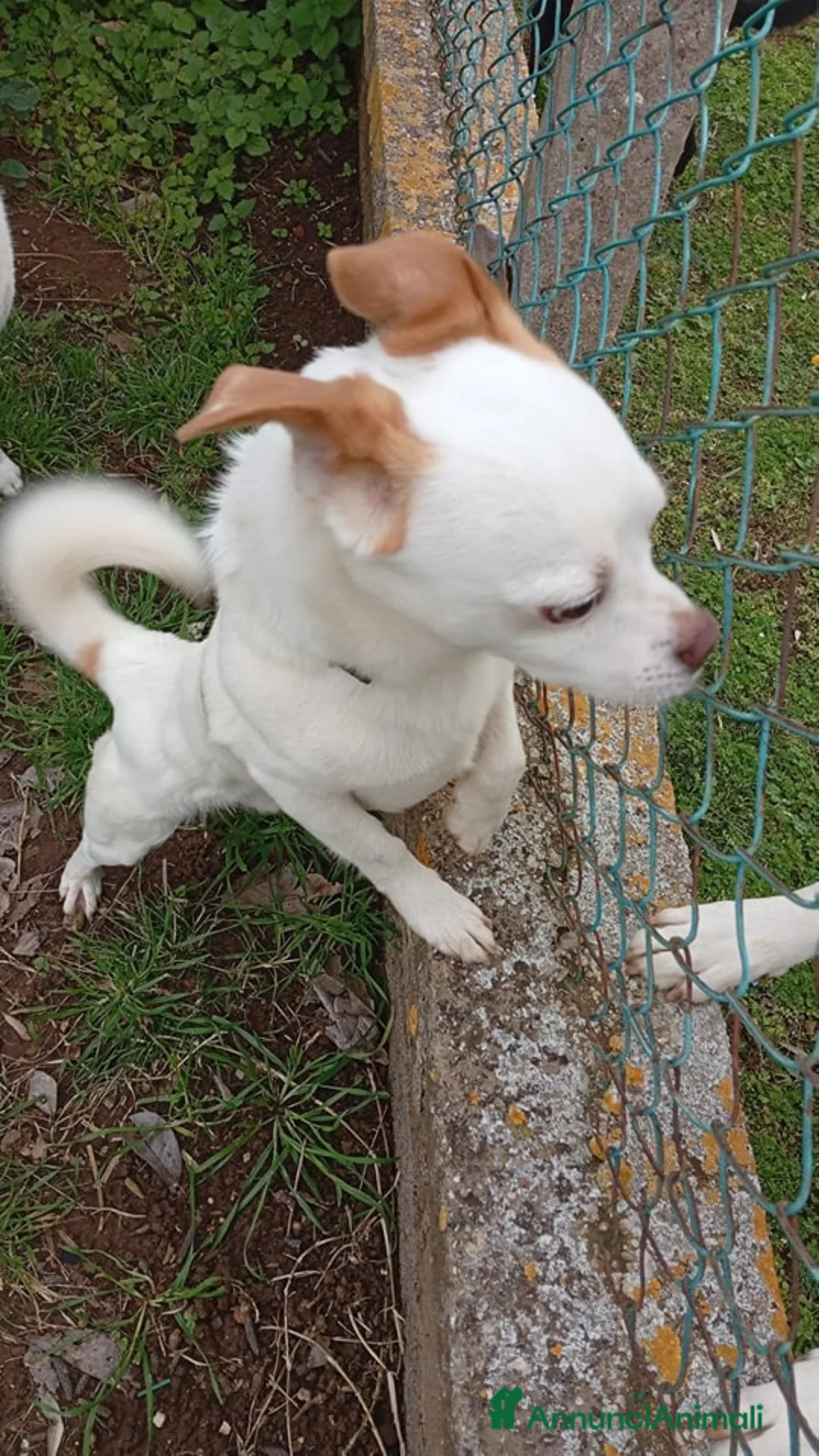 Meticcio cani in regalo: Pierino scricciolo buono e affettuoso a Pomezia - Annuncio 2