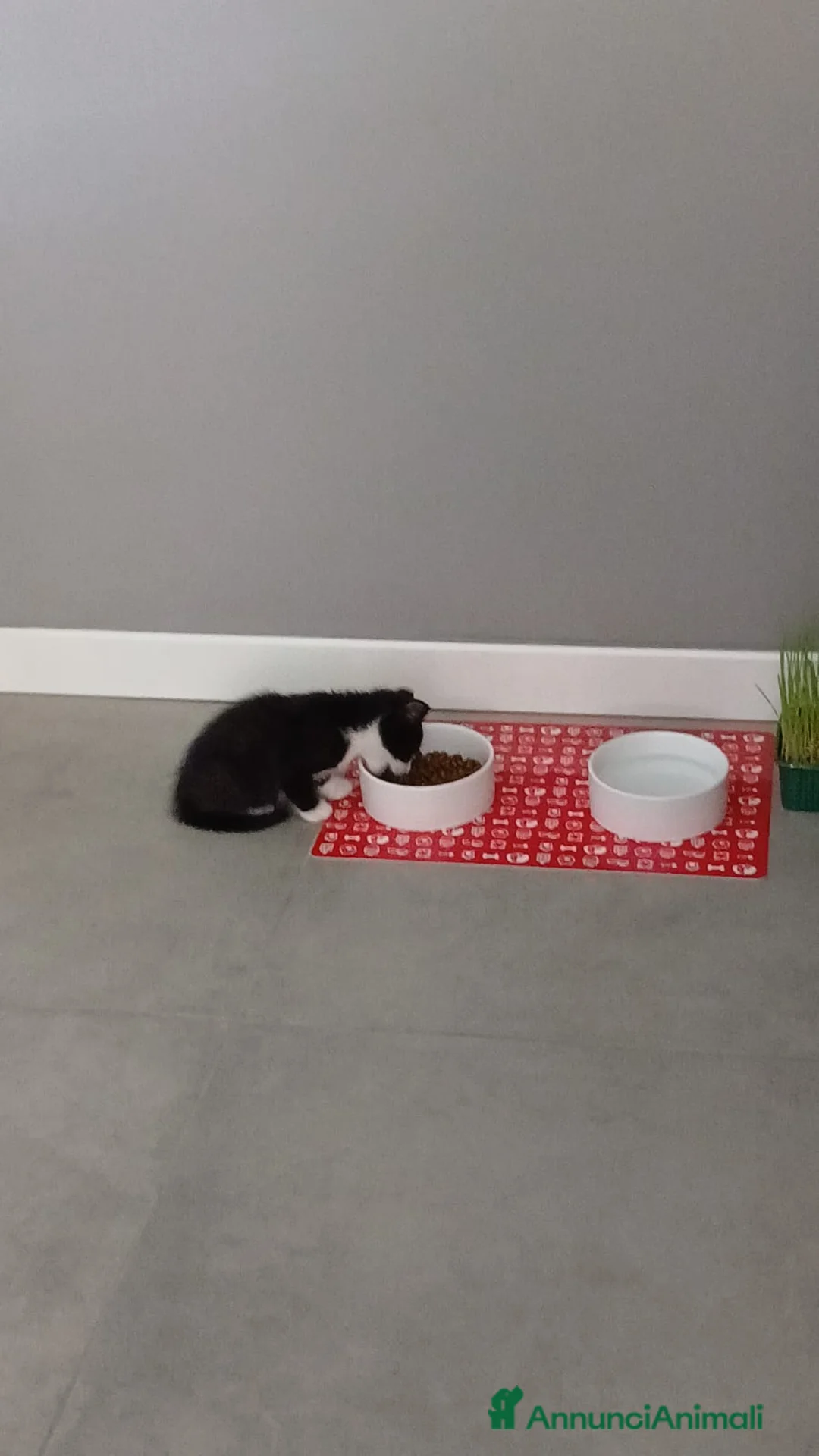 Europeo gatti in regalo: Milly a Provincia di Bergamo - Annuncio 9