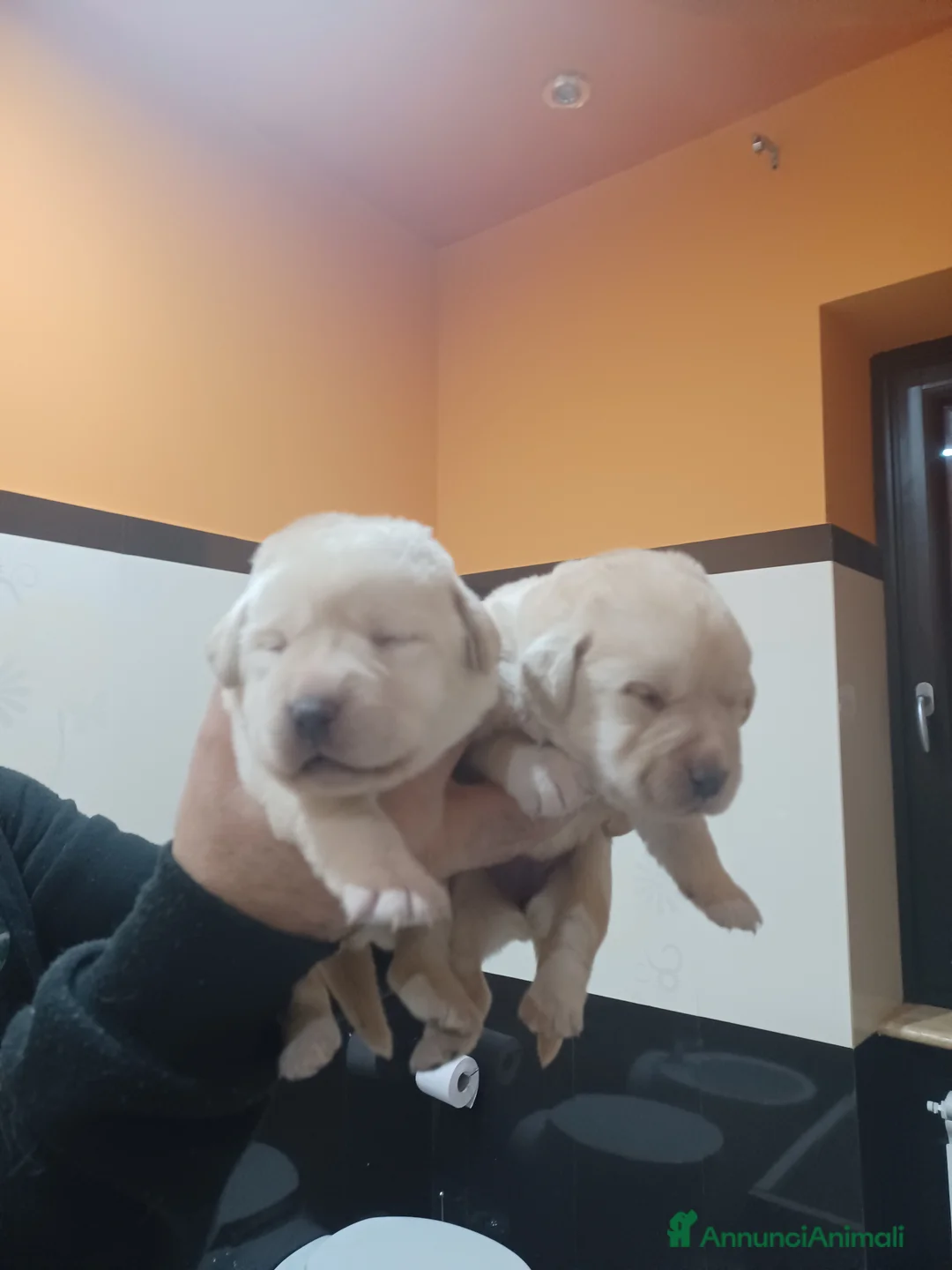 Labrador cani in vendita: Labrador miele con pedigree  - Annuncio 2