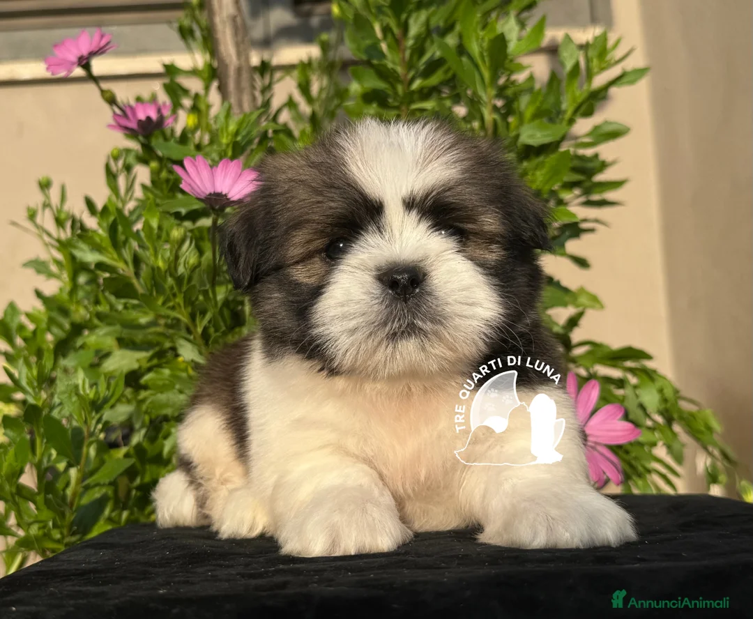 Maltipoo cani in vendita: Lhasa Apso Maltipoo Barboncino Tre Quarti di Luna - Annuncio 2