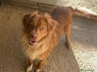 Meticcio cani MEMOLE - Annuncio 3