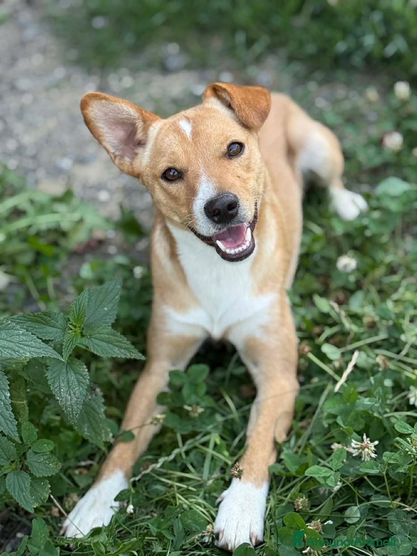 Meticcio cani NOVA, cucciola allegrissima! TG PICCOLA - Annuncio 31