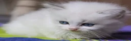 Ragdoll gatti in vendita: Ragdoll cuccioli - Annuncio 2
