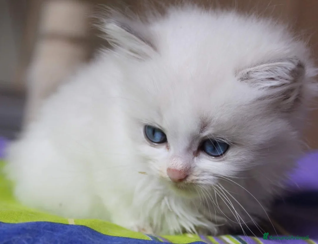 Ragdoll gatti in vendita: Ragdoll cuccioli - Annuncio 2