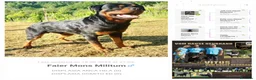 Rottweiler cani in vendita: Disponibili cuccioli Rottweiler  - Annuncio 10