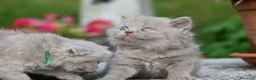 British gatti in vendita: Cuccioli British con pedigree a Provincia di Bergamo - Annuncio 4