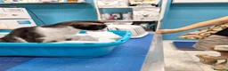 Meticcio gatti in regalo: Burrito dolcissimo micetto in adozione  - Annuncio 3