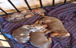 Bassotto cani in vendita: Bassotti tedeschi cioccolato, nero e arlecchino a Provincia di Viterbo - Immagine 2