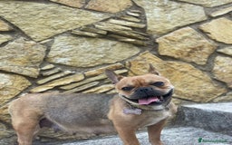 Bulldog Francese cani in vendita: Bulldog francese  - Immagine 7