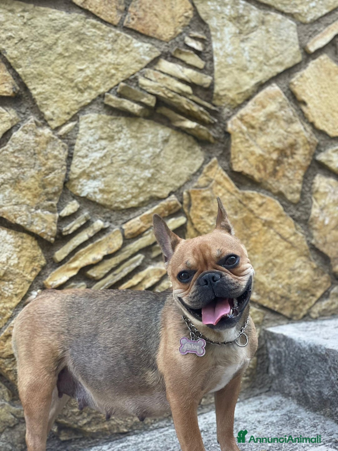 Bulldog Francese cani in vendita: Bulldog francese  - Immagine 7