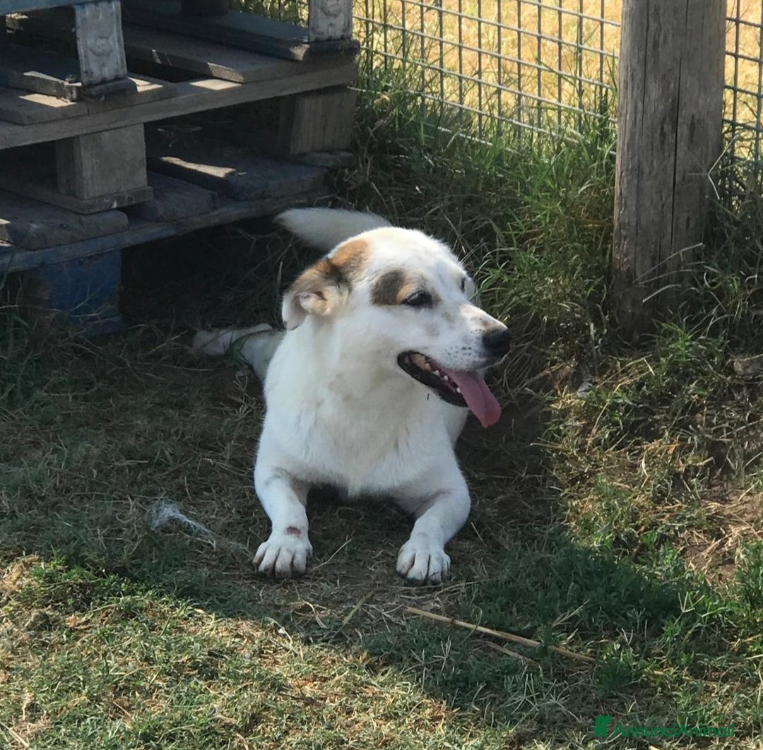 Meticcio cani in regalo: Lisa dolcissima mix jack- bassotto a Provincia di Latina - Annuncio 4