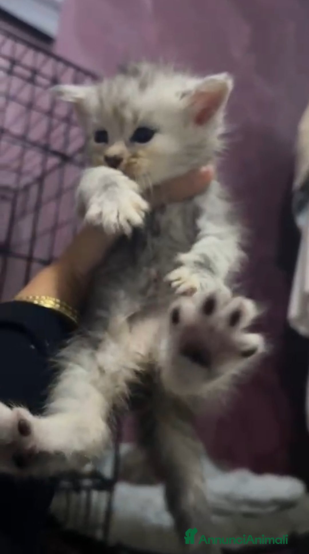 Maine Coon gatti in vendita: Cuccioli Maine coon - Annuncio 2