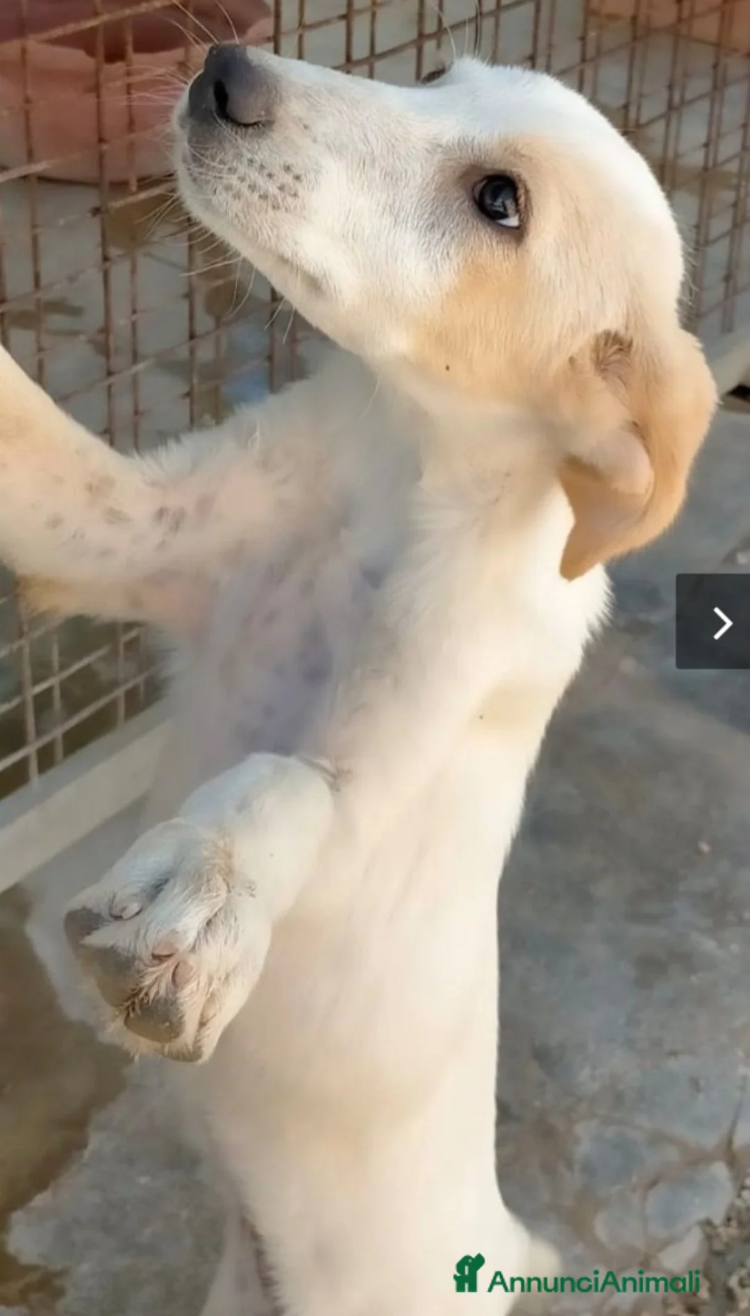 Meticcio cani in regalo: 1anno pelo chiaro femmina salita mesi fa!COMO SOS a Città metropolitana di Milano - Annuncio 3